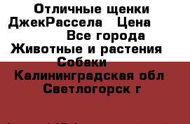 Отличные щенки ДжекРассела › Цена ­ 50 000 - Все города Животные и растения » Собаки   . Калининградская обл.,Светлогорск г.